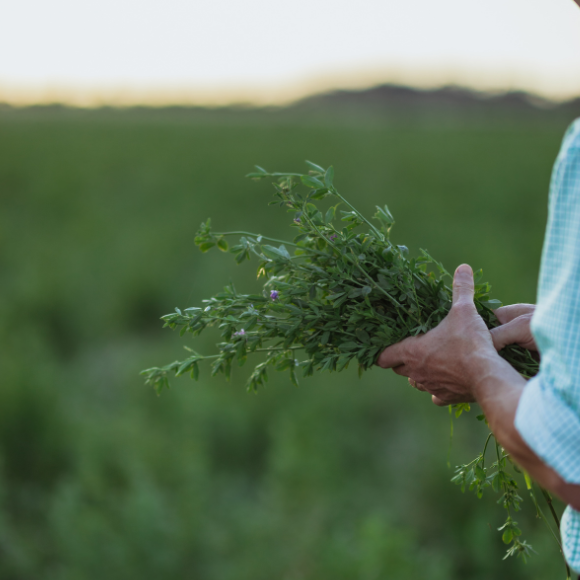 Alfalfa in man hands