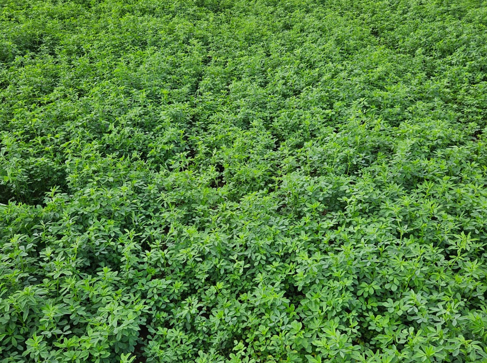 Alfalfa field in Africa