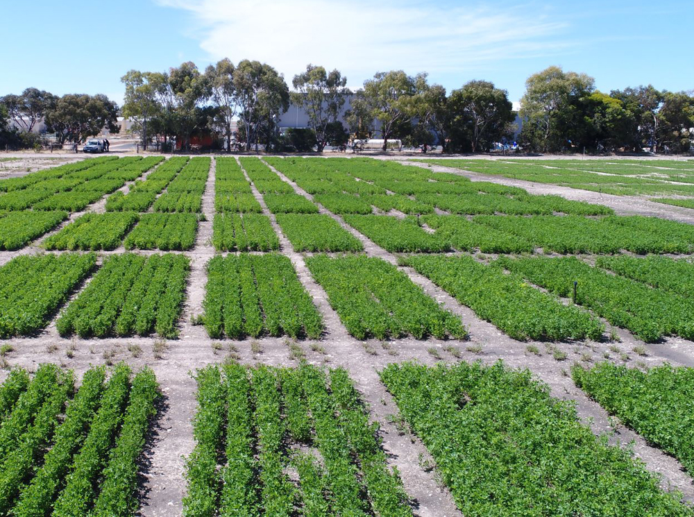 AlfaGen Seed alfalfa breeding site in Keith South Australia