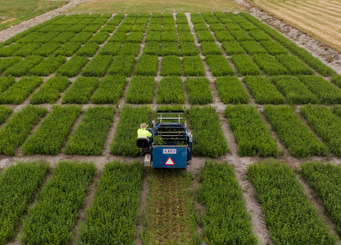 AlfaGen Seeds trial site Keith SA