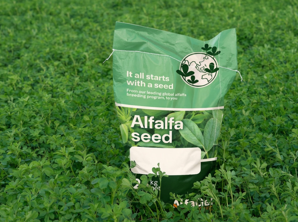 salt tolerant alfalfa