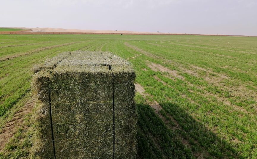 When to cut and how to feed alfalfa for value
