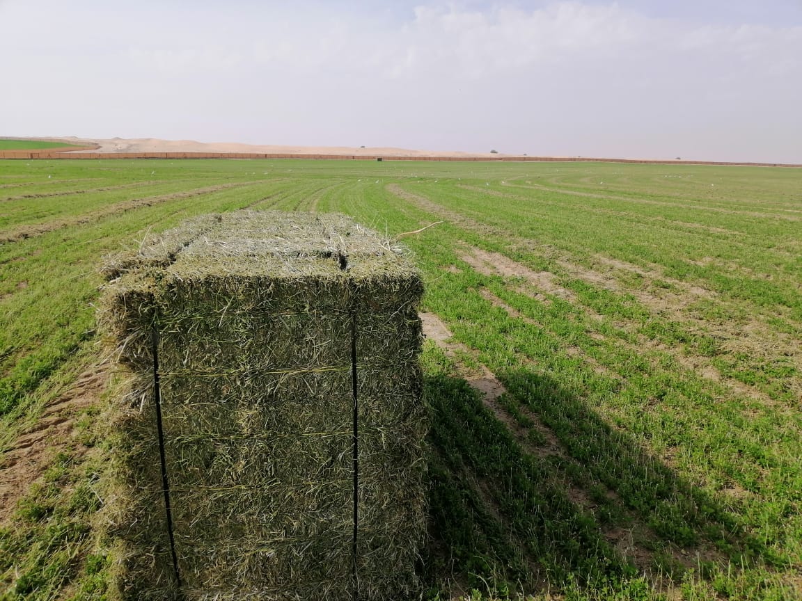 When to cut and how to feed alfalfa for value